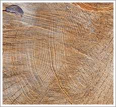Tree Bark Wood Texture